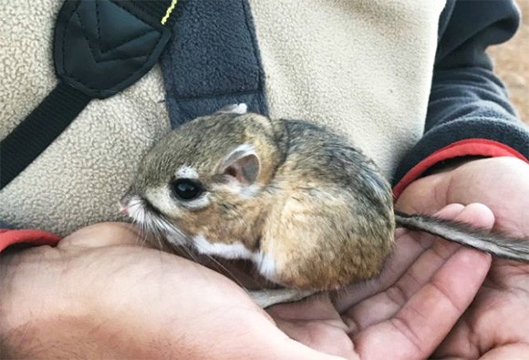 絶滅したと思われていたかわいい生き物「カンガルーネズミ」が32年ぶりに発見される（メキシコ）