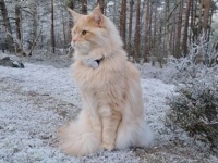 愛猫の大好きな季節がやって来た！雪化粧の森を探検するメインクーン
