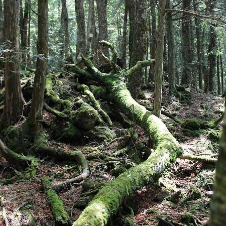 富士の樹海