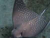 聖母マリアかな。水族館のトビエイがオスとの接触一切なしで赤ちゃんを出産（オーストラリア）