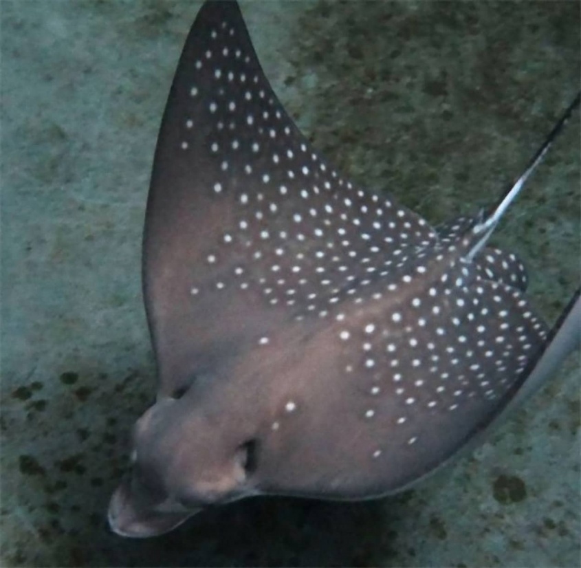 聖母マリアかな。水族館のトビエイがオスとの接触一切なしで赤ちゃんを出産（オーストラリア）