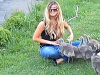 「久しぶり！孫を連れて帰って来たよ！」渡り鳥であるカナダガンの一家と仲良くなった女性
