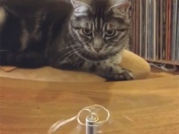 ふむふむ、電池に針金を置くと回転するとな。猫が右手の法則の仕組みを学んでいる様子