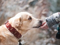 賃貸物件の住人にもペットを飼う権利を認める新法案が提出される（イギリス）