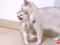 「おかあにゃん、自分で歩けるニャ！」母猫にくわえられた子猫の抗議の声が可愛い件