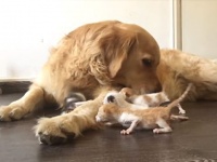 あらあらあら、よし！みんなまとめて面倒見ちゃう！子猫を世話するゴールデン