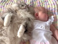 猫と赤ちゃん「安眠妨害しないでニャ！」寄り添って仲良くお昼寝中の寝顔が可愛すぎる件
