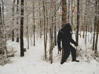 ビッグフットの目撃頻度とアメリカグマの個体数に相関関係があることが研究で判明