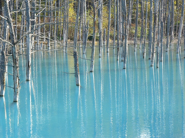 10月の青い池（ezorisuさん撮影、Flickrより）