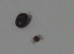 「マダニの感染症に注意してください」と注意を促してた会見で珍事が！