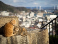 尾道の猫たち（yamatakaさん撮影、Flickrより）