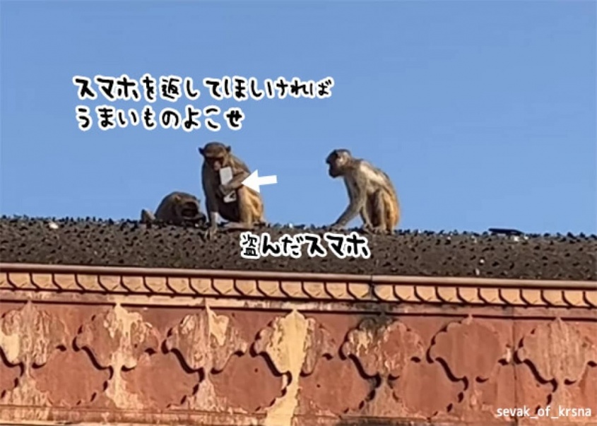 猿にスマホを盗まれ手の届かない場所に。その対処法はこちらです