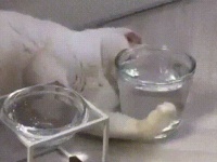 掘ったり抱いたり埋まったり。猫とコップの奇妙な関係
