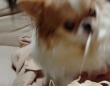 飼い主じゃなきゃ、見逃しちゃうね！？　あまりに素早いチワワに4.6万人びっくり