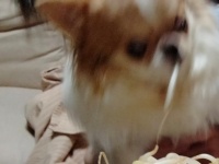 飼い主じゃなきゃ、見逃しちゃうね！？　あまりに素早いチワワに4.6万人びっくり