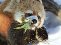​アホウドリのネーミングはジョン万次郎が遭難した時に食べたため