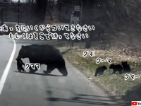 クマの母さんはてんてこまい！4匹の子グマの道路横断は一筋縄ではいかなかった