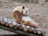 とってもかわいい！　世界でたった１頭の「茶色パンダ」