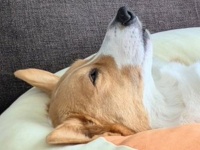 超〝まっすぐ〟なコーギーに7.6万人感心　「トムとジェリーでしか見ない体勢」「スヌーピーの寝姿」