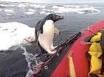 あれ、ここじゃない…　間違ってボートの上に上がっちゃうペンギン！