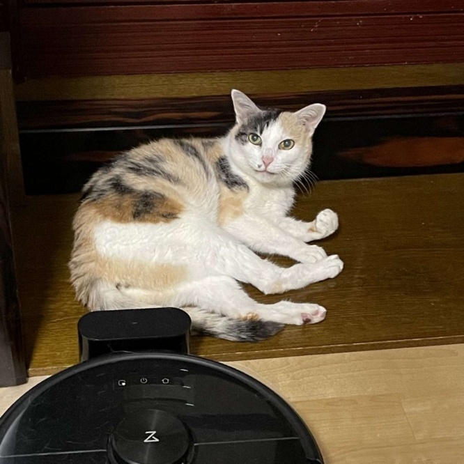 なに見てるニャ？