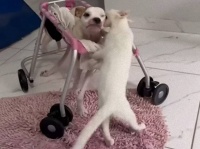 体が麻痺した犬の心の支えになってくれたのは、施設から引き取った保護猫だった