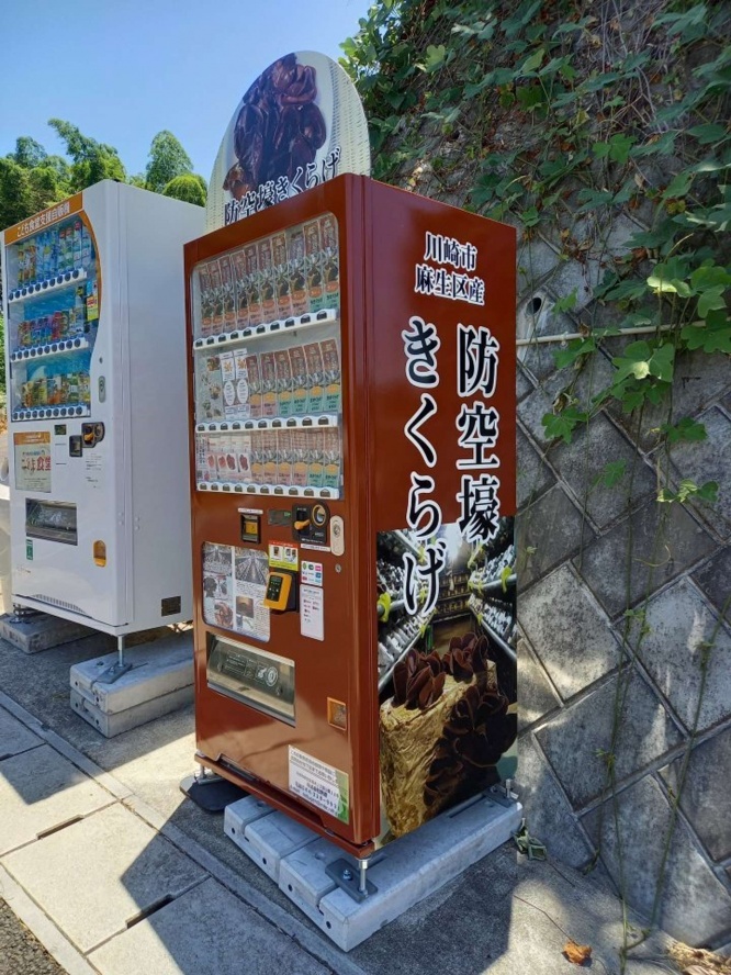 防空壕で栽培されているきくらげ