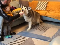 誰が一番上手にできるかな？ハスキー犬と赤ちゃん、「待て」チャレンジの勝者はどっち？