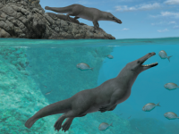 太古の昔、4本足のクジラが陸と海の両方で暮らしていた。南アジアに続き南米ペルーでも化石を発見。