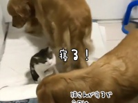 完全警備体制で猫の眠りをサポートする2匹の犬。ユニクロ・ヒートテック並みの極暖効果も！