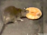 ドーナツをお持ち帰りするニューヨークのネズミ。相変わらずネズミのパラダイス