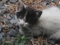 「もう大丈夫だよ！」病に侵され凍えていた子猫、保護されてあたたかい家族を得る