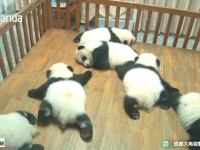 子パンダズは夢の中で泳ぎの練習中？相変わらずまったり気分のジャイアントパンダたちに会いに行こう