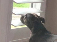 「雨の日なんて大嫌い！」と窓から外を眺めてがっかりする愛犬。その様子が愛おしくてたまらない