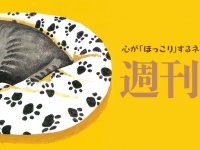 もふもふもゴロゴロも大募集！週刊誌と連動のネコ動画チャンネルオープン！