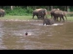 溺れた人をゾウが助け出す！　種族を超えた救出劇に感動…