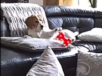 お気に入りのおもちゃをソファから落としてしまった犬の反応があまりにもドラマティック！