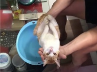 人間の赤ちゃん役に起用された猫の名演技。おじいさんが「赤ちゃんのお風呂の入れ方」をレクチャー