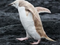 アルビノみたいな全身白っぽいペンギンが発見される（南極）