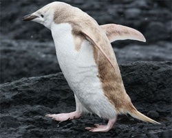 アルビノみたいな全身白っぽいペンギンが発見される（南極）