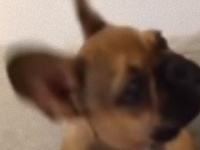 「それ違う！それやめ～や！」飼い主の遠吠えに困惑するフレンチブルドッグの子犬