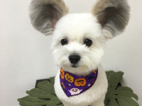 犬があまりにもミッキーマウスぽかったのでコラ職人張り切る