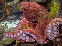 かつて伝説のUMAとして恐れられたタコ類最大種「ミズダコ」が保護対象になるまでの歴史