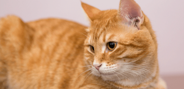 「Doctors Me（ドクターズミー）」コラム画像