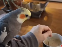 コーヒーを混ぜるときは全力支援するオカメインコ