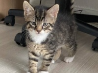 猫を飼って一日目。すでにウザがられている模様の飼い主に関する海外の反応