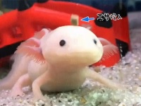 ウーパールーパーにエサを投入。その反応速度がスーパースローすぎてかわいい