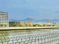 広島のカキが育たない...？（画像はイメージ）