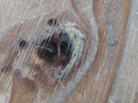 封印されしゴールデンレトリバー、愛知県で発見される　木目の中から「ｹﾃ...ﾀｽｹﾃ...」