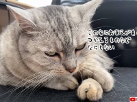 「使用中ですから！」猫に椅子からどいてくれるようお願いしたらキレられた飼い主